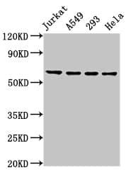 TAF15 Antibody