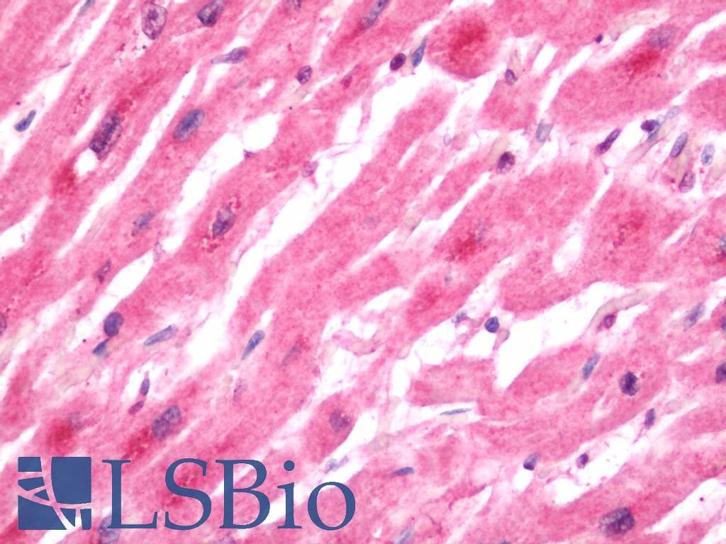 IHC-plus™ VDAC1 / PORIN Antibody