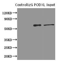 PODXL / Podocalyxin Antibody (clone 4D2G7)