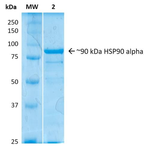 Human HSP90AA / HSP90 Alpha Protein (Recombinant)