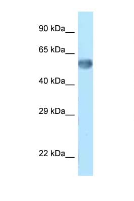 Zkscan14 Antibody (C-Terminus)