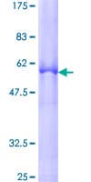 Human ZNF346 Protein (Recombinant GST)