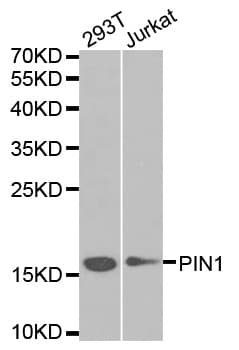 PIN1 Antibody