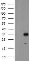 MLF1 Antibody (clone OTI2H10)