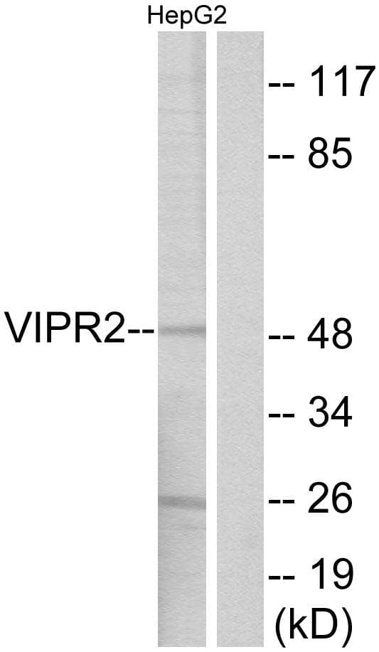 VPAC2 / VIPR2 Antibody