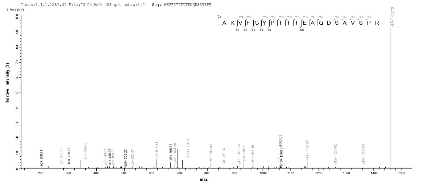 Mycobacterium avium disA Protein (Recombinant 10His, N-terminus + Myc, C-terminus)