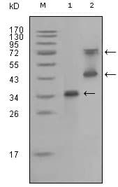 RET Antibody (aa896-1063, clone 6E4C4)
