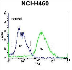 GSR / Glutathione Reductase Antibody (aa380-408)