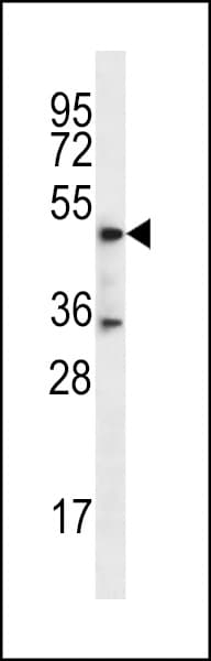 DSN1 Antibody (aa257-286)