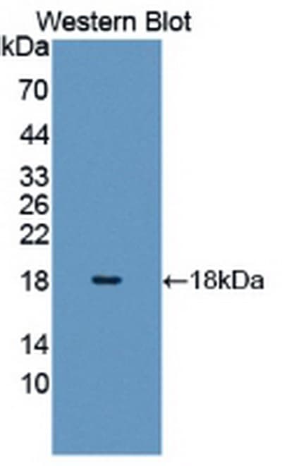 HIST1H3A Antibody