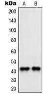 PAWR / PAR4 Antibody (C-Terminus)