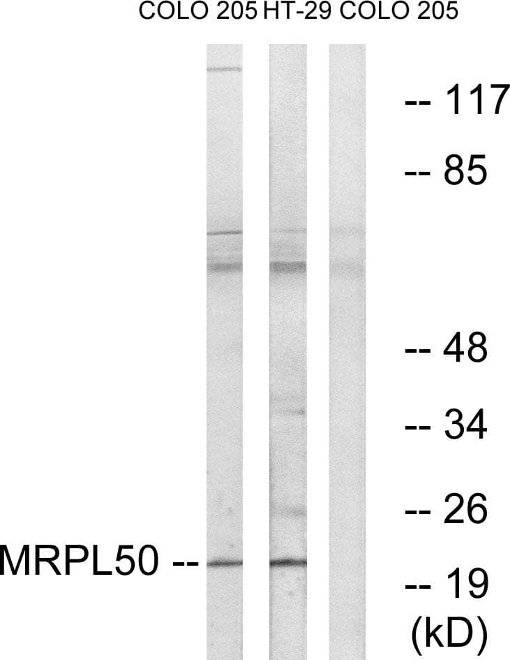 Polyclonal Rabbit anti-Human MRPL50 Antibody (WB)
