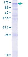 Human GRM7 / MGLUR7 Protein (Recombinant GST)