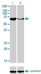 PAPSS2 Antibody (clone 2A8)