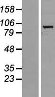 R3HCC1L / C10orf28 Protein (Over-Expression Lysate Myc-DDK (Flag))