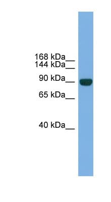 NPAS2 Antibody (aa351-400)