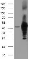 DNAJA2 Antibody (clone OTI3H10)