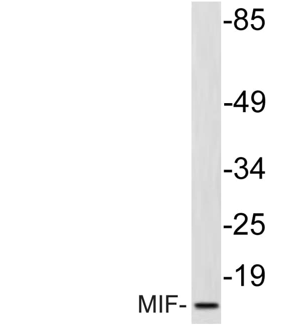 Polyclonal Rabbit anti-Human MIF Antibody (Arg74, WB)