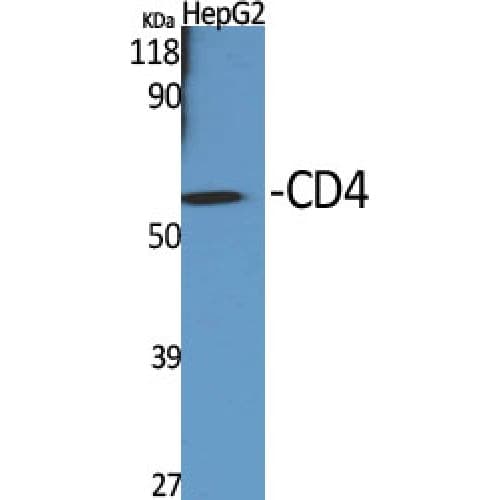 CD4 Antibody (370-450 aa)