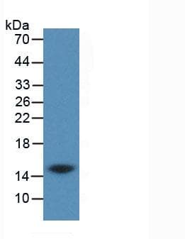 CST3 / Cystatin C Antibody