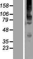 KV6.4 / KCNG4 Protein (Over-Expression Lysate Myc-DDK (Flag))