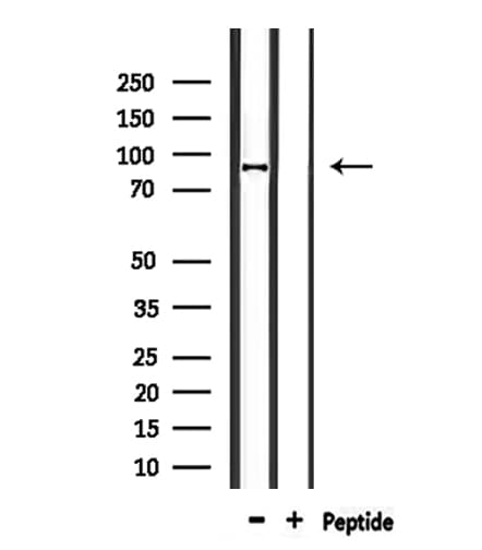 CDH26 / Cadherin 26 Antibody