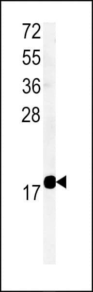 TMEM222 Antibody (aa107-135)