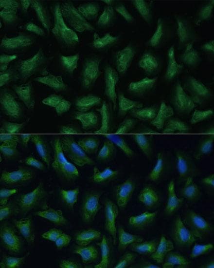 CD47 Antibody