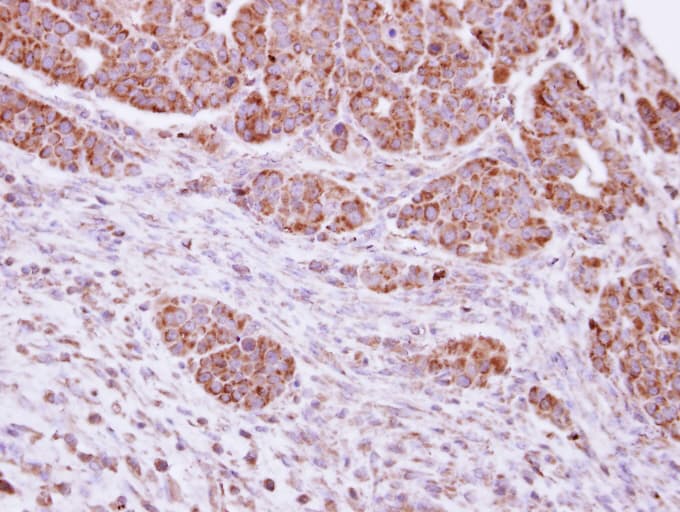 Polyclonal Rabbit anti-Human DUSP7 Antibody (aa258-350, IHC, WB)