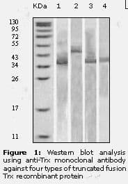 Monoclonal Mouse anti-Human TXN / Thioredoxin / TRX Antibody (clone 1H6H6, WB)