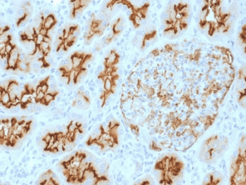 MME / CD10 Antibody (clone MME/1893, Azide-free, BSA-free)