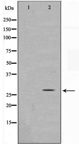 SENP8 Antibody