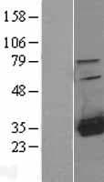 HDHD2 Protein (Over-Expression Lysate Myc-DDK (Flag))