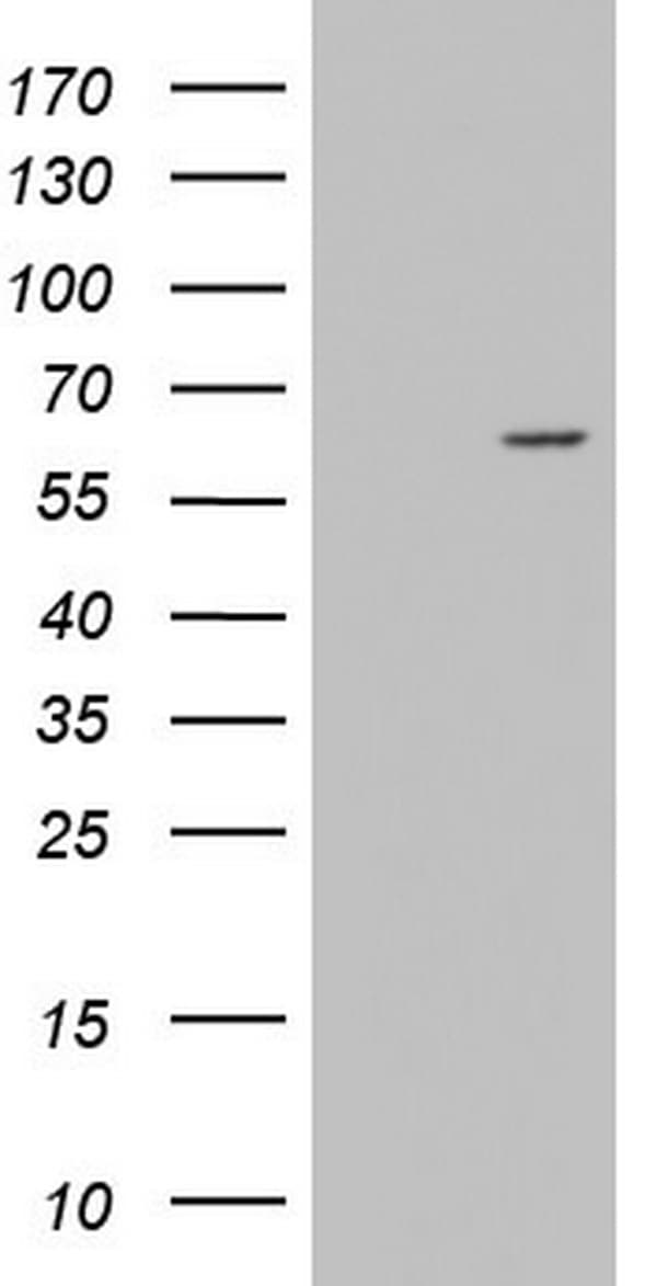 Monoclonal Mouse anti-Human ZNF286A Antibody (clone OTI5E11, aa1-252, WB)