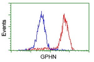 Monoclonal Mouse anti-Human Gephyrin Antibody (clone OTI3A6, WB)