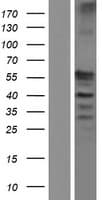 C17orf74 Protein (Over-Expression Lysate Myc-DDK (Flag))