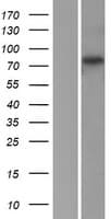 RFWD2 / COP1 Protein (Over-Expression Lysate Myc-DDK (Flag))