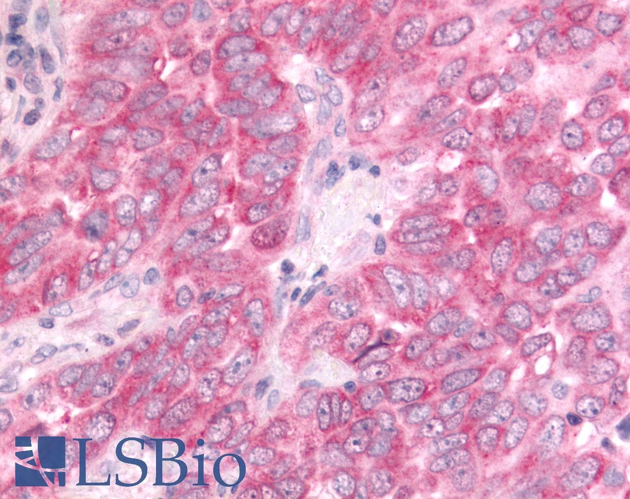 PathPlus™ DUSP22 / JSP 1 Antibody (Internal)
