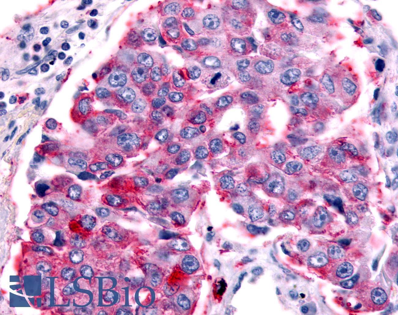 PathPlus™ PTGER1 / EP1 Antibody (Cytoplasmic Domain)