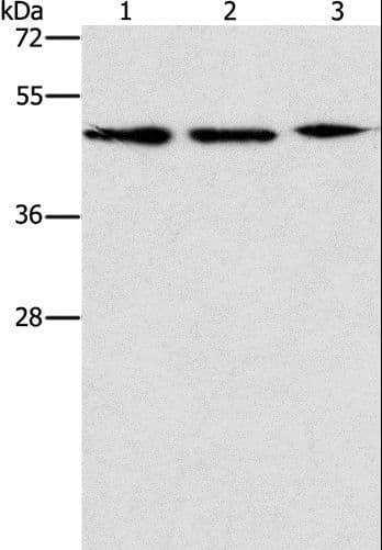 APOBEC3G / CEM15 Antibody