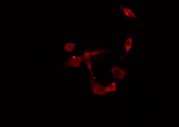 PDK2 Antibody