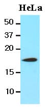 IHC-plus™ Monoclonal Mouse anti-Human CFL1 / Cofilin Antibody (clone AT1C1, aa1-166, IHC, WB)