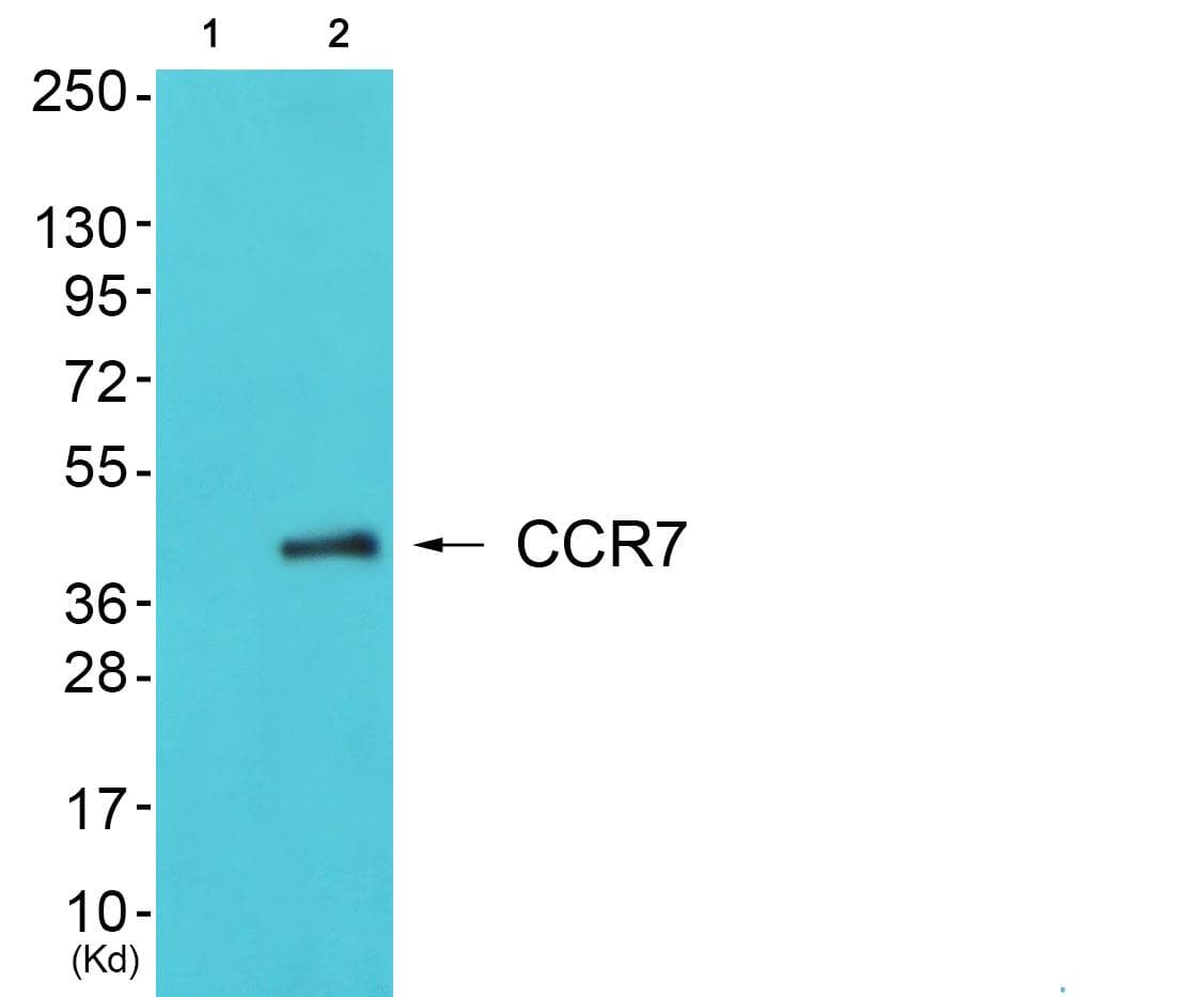 CCR7 Antibody