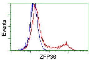 ZFP36 / Tristetraprolin Antibody (clone OTI1G9, Carrier-free)