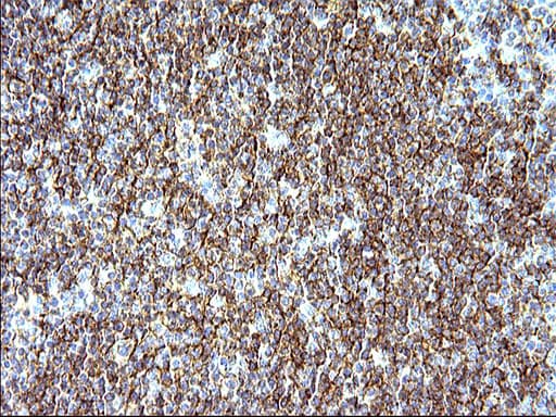 CD33 Antibody (clone OTI2C1)
