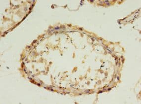 FGFBP2 Antibody (aa20-223, Biotin)