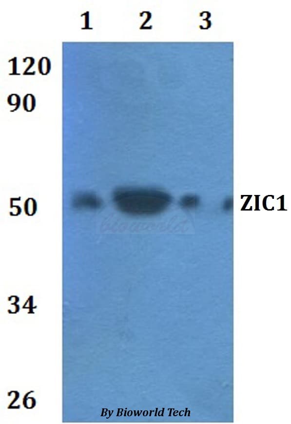 ZIC / ZIC1 Antibody