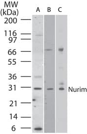 IHC-plus™ NRM Antibody (aa200-250)