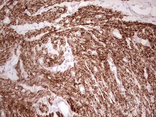 NFS1 Antibody (aa1-299, clone OTI2H5, Carrier-free)