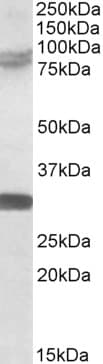 IHC-plus™ KIAA0517 / TRIM2 Antibody (aa758-771)
